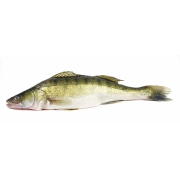 Süllő egész 600-900 g, lédig, 10% glazúrjéggel, 5 kg/karton