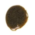 Kép 2/2 - 9143 - Vanília paszta 1,5kg_1