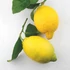 Kép 2/2 - Menton-i citrom sorbet 2,5L
