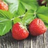 Kép 2/2 - Szamóca sorbet 2,5L